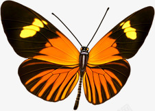 创意手绘质感休息的橙色蝴蝶素材