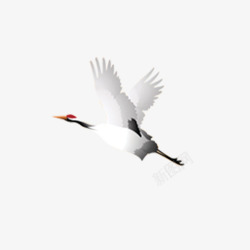 海瑟起飞的白鹤高清图片