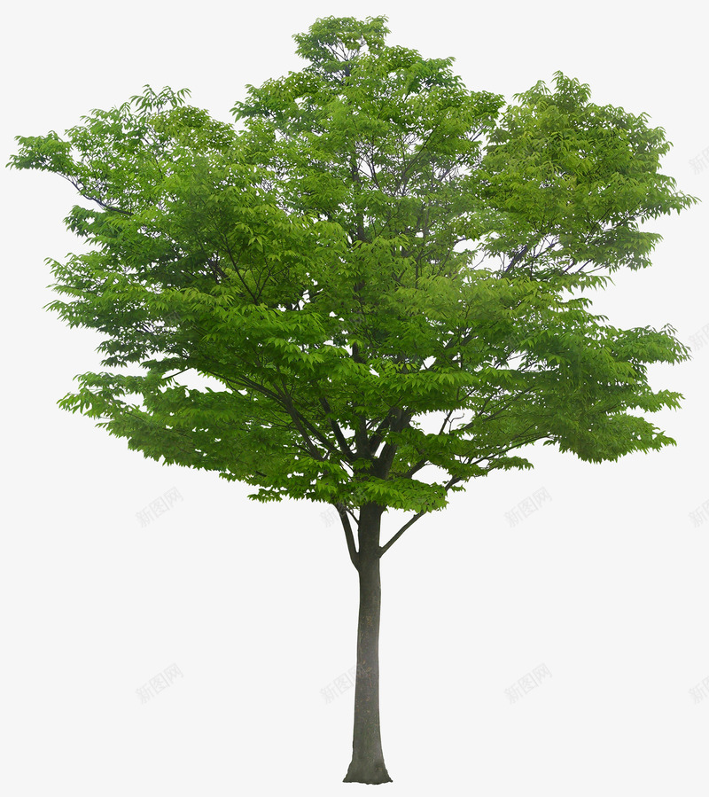 一棵树木png免抠素材_新图网 https://ixintu.com 木头 树 树叶