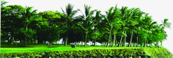 植物树木海边椰子树素材