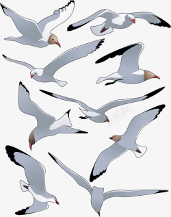 海鸥各种飞行海鸥各种飞行矢量图高清图片