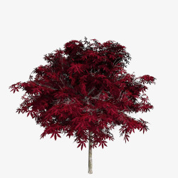一棵红色枫树叶子树木素材