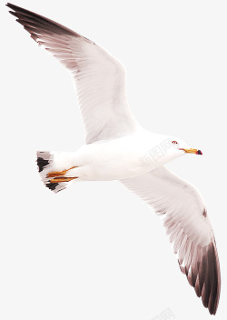 白色飞翔的海鸥素材