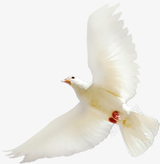 摄影飞翔和平鸽白色png免抠素材_新图网 https://ixintu.com 和平鸽 摄影 白色 飞翔