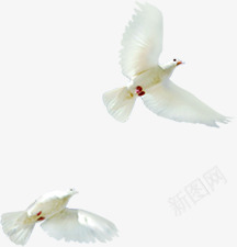 白色和平鸽飞翔在空中png免抠素材_新图网 https://ixintu.com 和平鸽 白色 空中 飞翔
