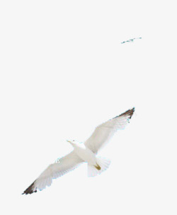 海鸥飞翔图案逼真装饰图案高清图片