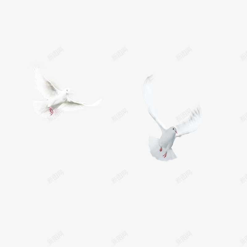 飞舞的鸽子png免抠素材_新图网 https://ixintu.com 动物 可爱 白色 飞翔
