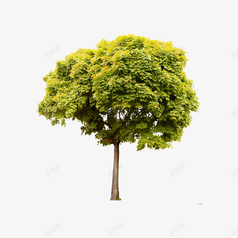 一棵大树png免抠素材_新图网 https://ixintu.com 树木 植树节 植物 绿叶 绿色
