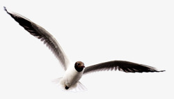 手绘虫鸟展翅飞翔的鸟素材