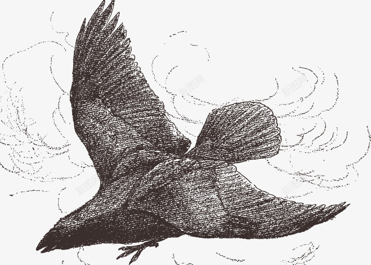 在空中飞翔的乌鸦png免抠素材_新图网 https://ixintu.com 乌鸦 手绘 素描 黑色
