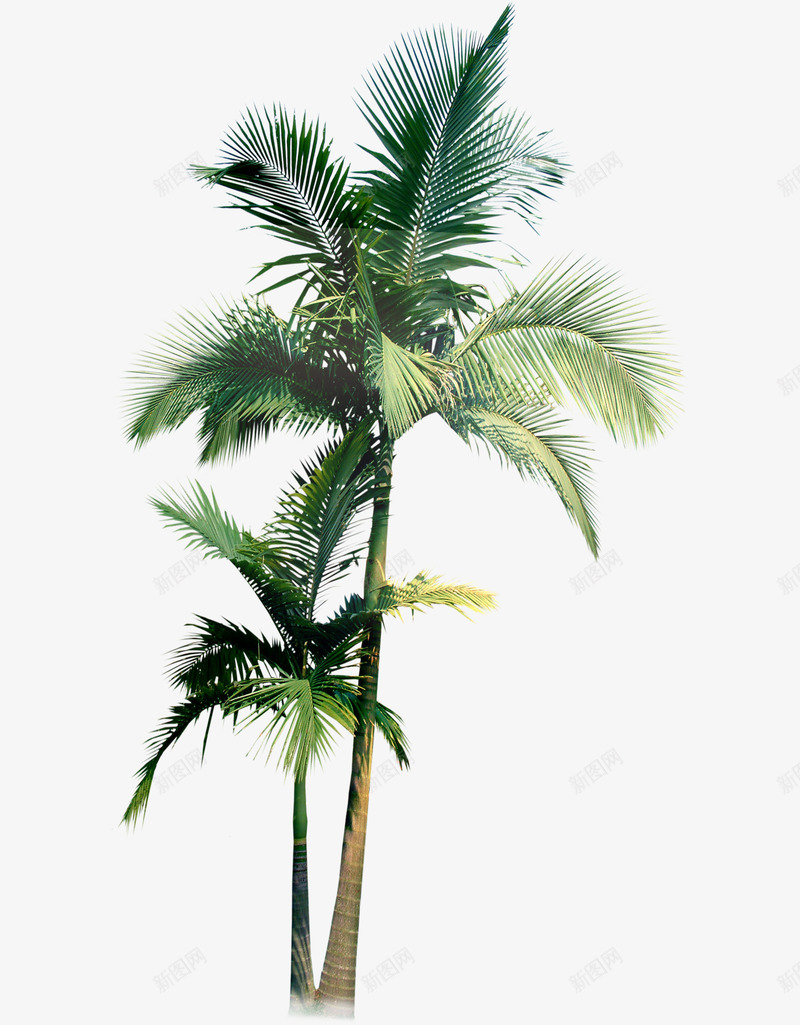 高耸椰子树png免抠素材_新图网 https://ixintu.com 树木 椰子树 海边 高耸