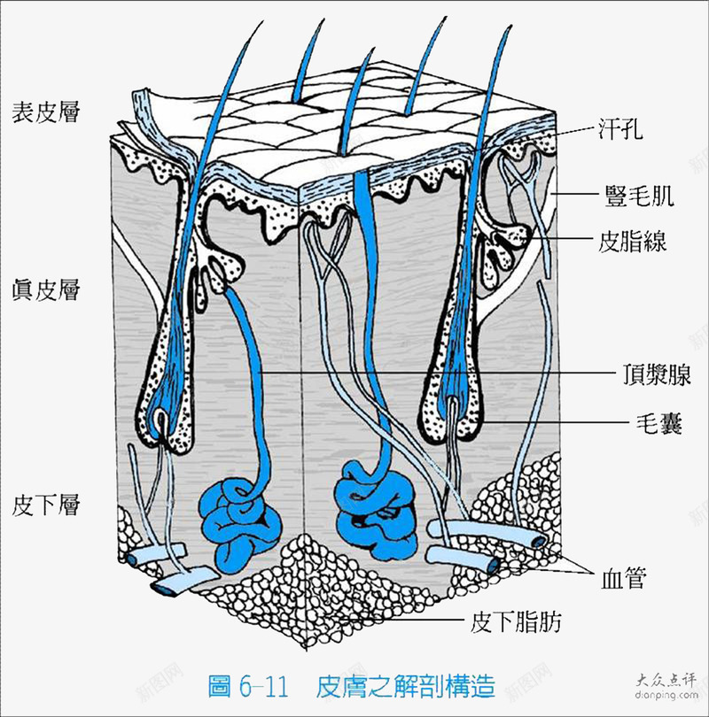 生物知识皮肤组织结构png免抠素材_新图网 https://ixintu.com 常识 生活 皮肤组织 组织结构