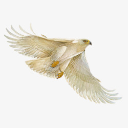 鹰科的鸟类飞翔的鹰高清图片