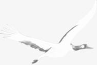 白色飞翔的仙鹤装饰png免抠素材_新图网 https://ixintu.com 仙鹤 白色 装饰 飞翔