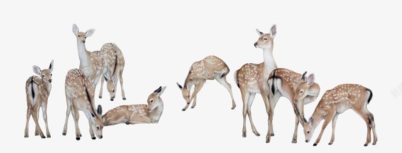 各种姿态的长颈鹿png免抠素材_新图网 https://ixintu.com 动物 各种姿态 和谐 长颈鹿