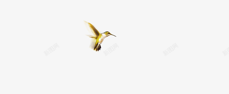 飞翔的鸟动物小鸟png免抠素材_新图网 https://ixintu.com 飞翔的鸟动物小鸟