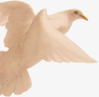 一只飞翔的白鸽png免抠素材_新图网 https://ixintu.com 一只 和平鸽 白鸽 飞翔