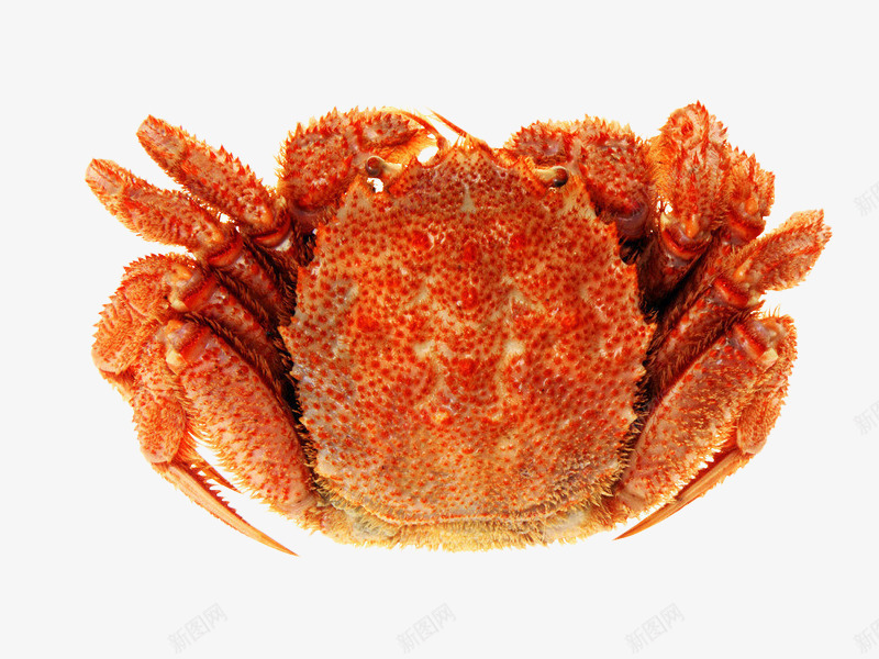 海鲜大闸蟹png免抠素材_新图网 https://ixintu.com 产品实物 大蟹 橙色 海产品 海鲜 生鲜 螃蟹