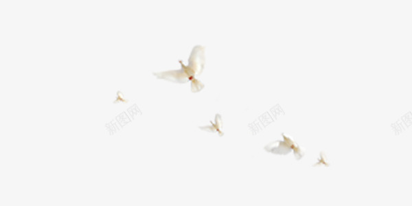 飞翔的和平白鸽png免抠素材_新图网 https://ixintu.com 和平鸽 白鸽 飞翔 飞翔的和平鸽 鸟