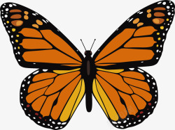 珍稀蝴蝶橙色斑点珍稀蝴蝶高清图片