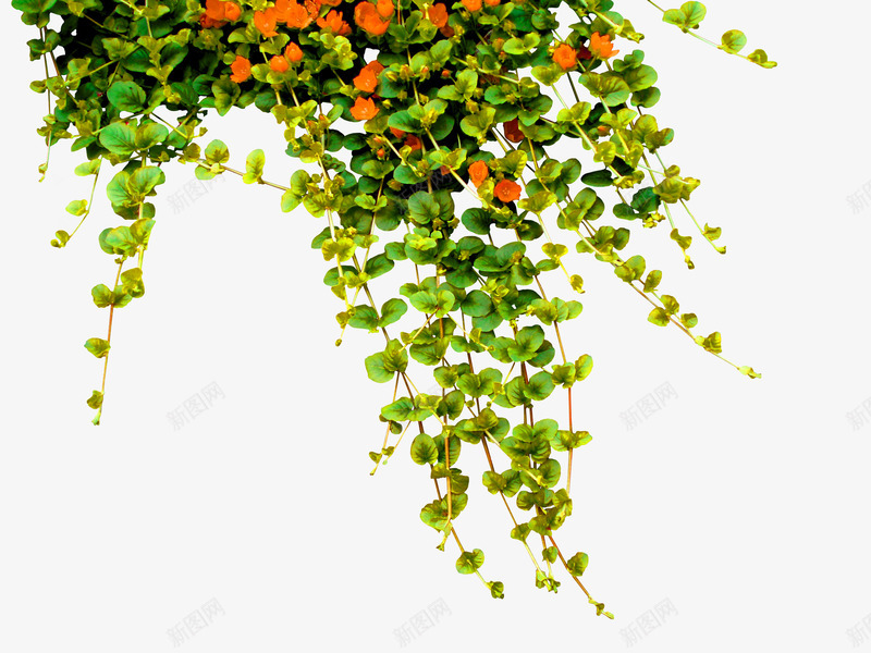 绿色简约树藤花朵装饰图案png免抠素材_新图网 https://ixintu.com 免抠PNG 树藤 简约 绿色 花朵 装饰图案