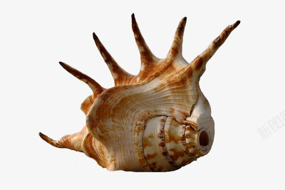 海洋动物海螺png免抠素材_新图网 https://ixintu.com 动物 海洋 海螺 贝壳 软体