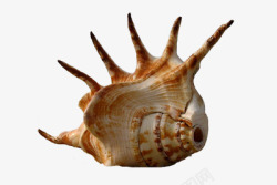 海洋动物海螺素材