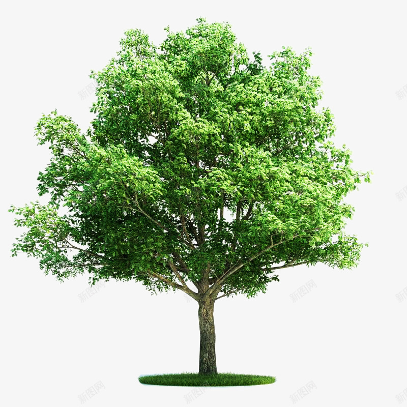 绿色的桉树png免抠素材_新图网 https://ixintu.com 叶子 树叶 树木 桉树 植物 绿叶 绿色