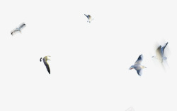 白色自由飞翔鸥飞翔的白鸥高清图片