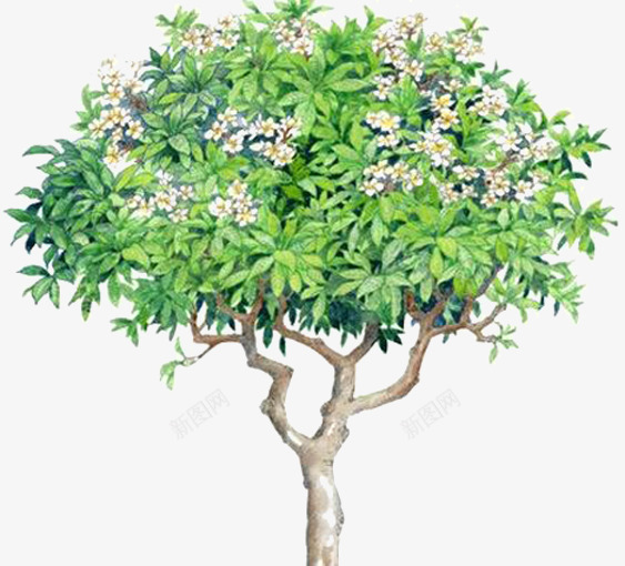枇杷树木png免抠素材_新图网 https://ixintu.com PNG元素 免费下载 开花 枇杷树 白色花朵 盆景 绿化树
