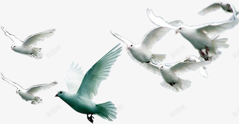 活动海报白色飞翔和平鸽png免抠素材_新图网 https://ixintu.com 和平鸽 活动 海报 白色 飞翔