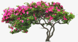 粉色花朵树木素材