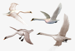 3D白色天鹅飞翔图案图像素材
