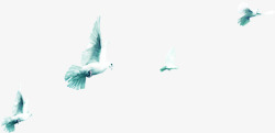 白色自由飞翔鸥在海边自由飞翔的白色海鸥高清图片