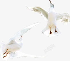 广场上海边飞翔的白鸽海鸥素材