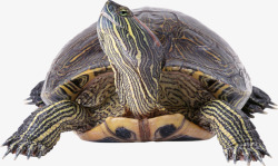 褐色背部长脖子海龟高清图片