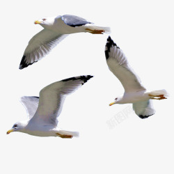 展翅翱翔海鸥高清图片