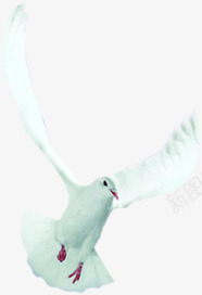 和平鸽飞翔在空中白色png免抠素材_新图网 https://ixintu.com 和平鸽 白色 空中 飞翔
