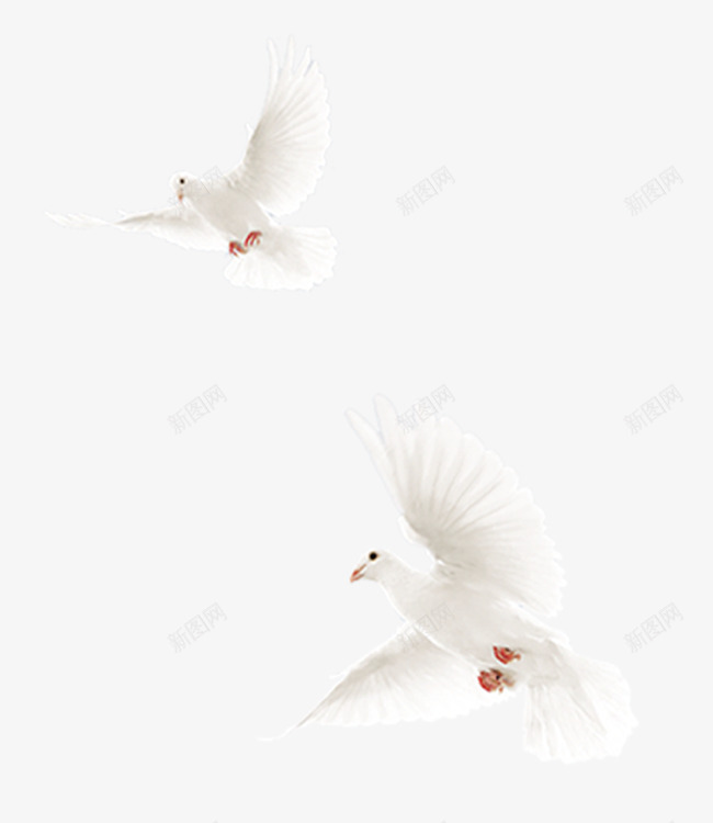 两只白色的鸽子png免抠素材_新图网 https://ixintu.com 动物 白色 飞翔 鸟类 鸽子