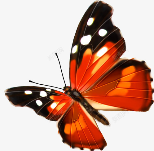 手绘合成橙色的蝴蝶png免抠素材_新图网 https://ixintu.com 合成 橙色 蝴蝶