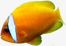 橙色白纹热带鱼素材