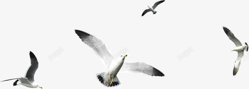 一群飞翔的白鸽png免抠素材_新图网 https://ixintu.com 一群 白鸽 飞翔