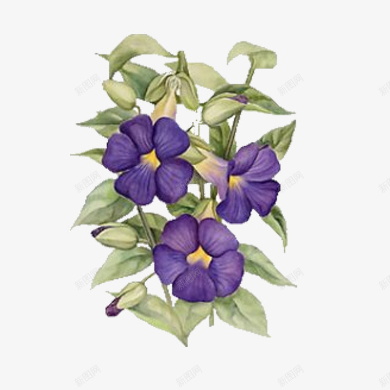 一株紫色的花png免抠素材_新图网 https://ixintu.com 彩绘 植物 紫色 花瓣