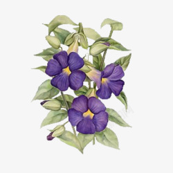 一株紫色的花素材