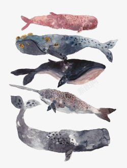 矢量独角鲸各种深海鲸鱼绘画高清图片