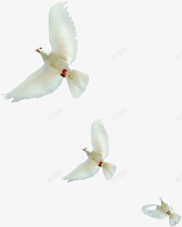 和平鸽白色飞翔在空中png免抠素材_新图网 https://ixintu.com 和平鸽 白色 空中 飞翔