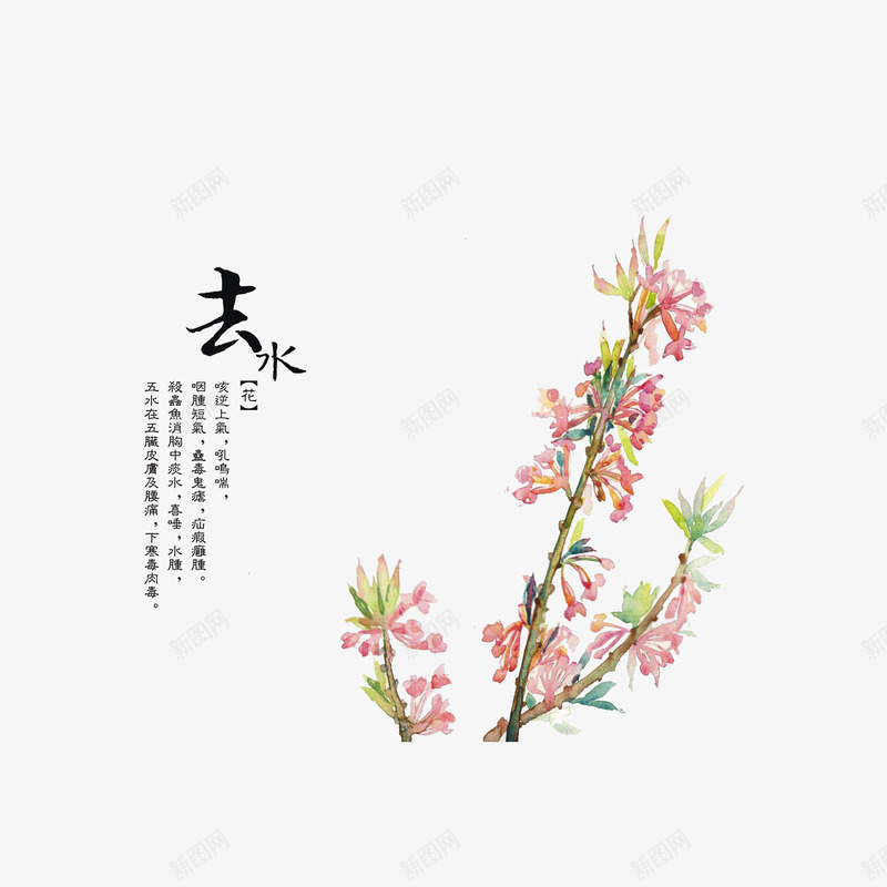 中药材去水png免抠素材_新图网 https://ixintu.com 中药材去水 彩绘插图 手绘中药材 草本药材