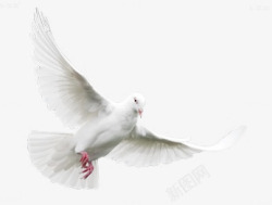 白色春天白鸽飞翔白鸽素材