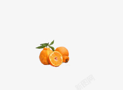 三个橙色四川特色水果丑桔素材