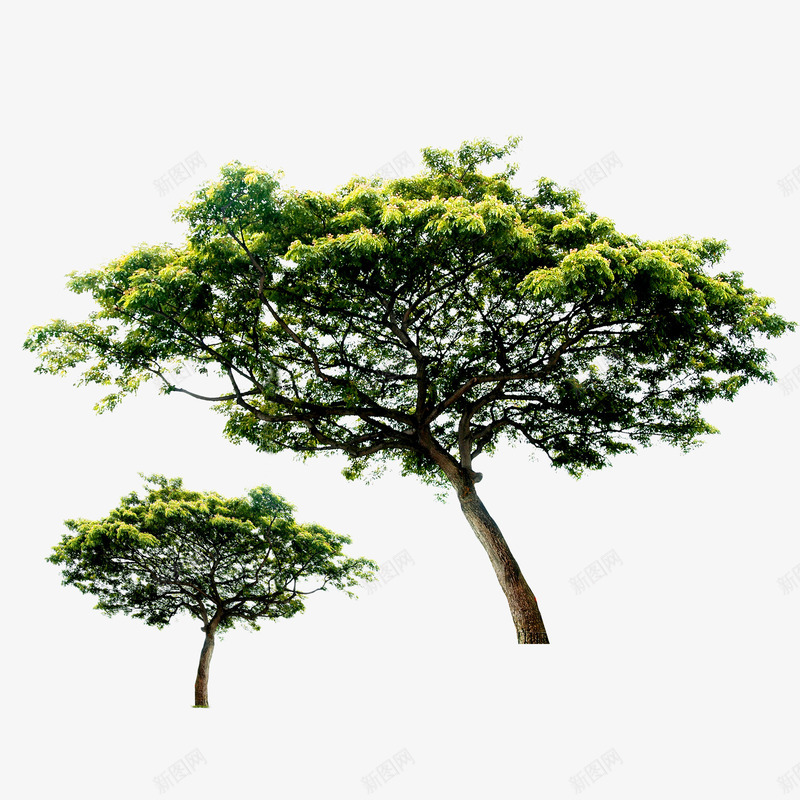 2颗苍天大树png免抠素材_新图网 https://ixintu.com 大树 松树 树木 植物 绿色的